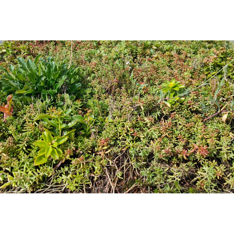 Sedum Wild flower tray (per m2)