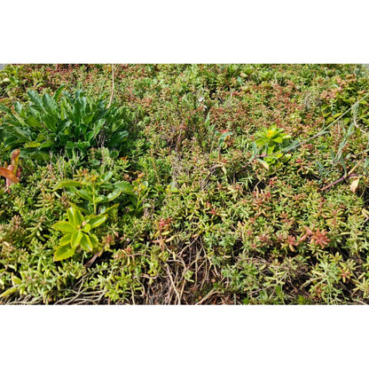 Sedum Wild flower tray (per m2)
