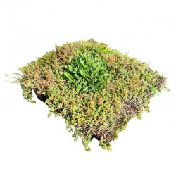 Sedum Wild flower tray (per m2)